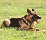 Adestramento de cães na Tijuca